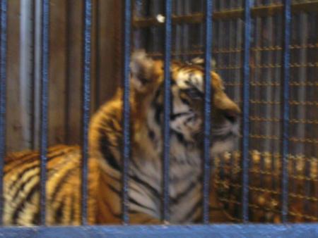 un tigre