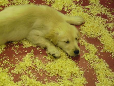 un golden