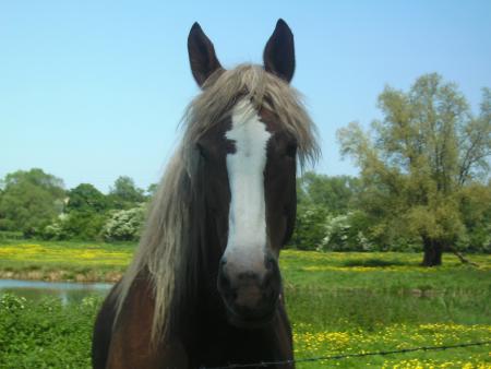 cheval