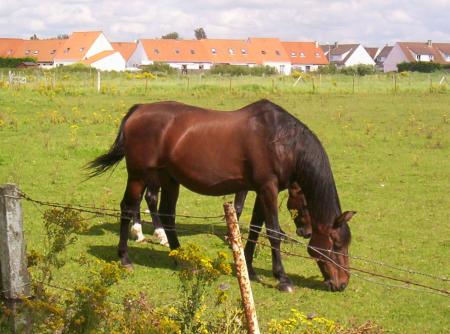 les chevaux