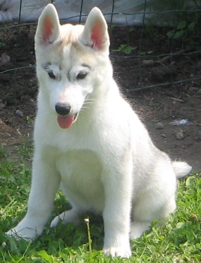 bébé husky