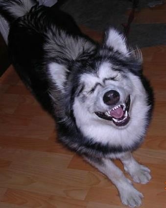 chien