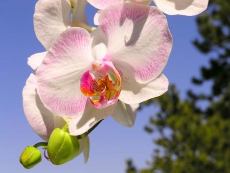 orchidée