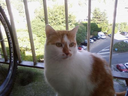 mon gros chat
