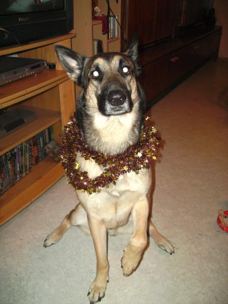 mon chien